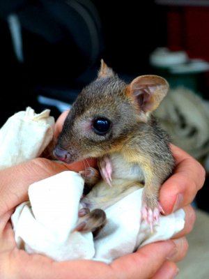 A study used marsupials, such as this rat kangaroo, to challenge current ideas about how mammals evolved stronger hearing than reptiles. Pic: Stephanie Hing.